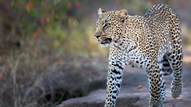 15 Best Places to Spot the Big Five on Safari