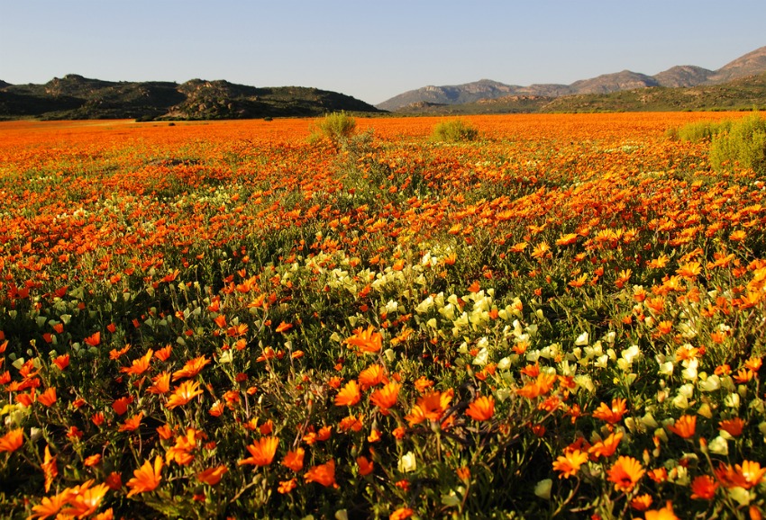 Field of flowers in Namaqualand, South Africa (Shutterstock)