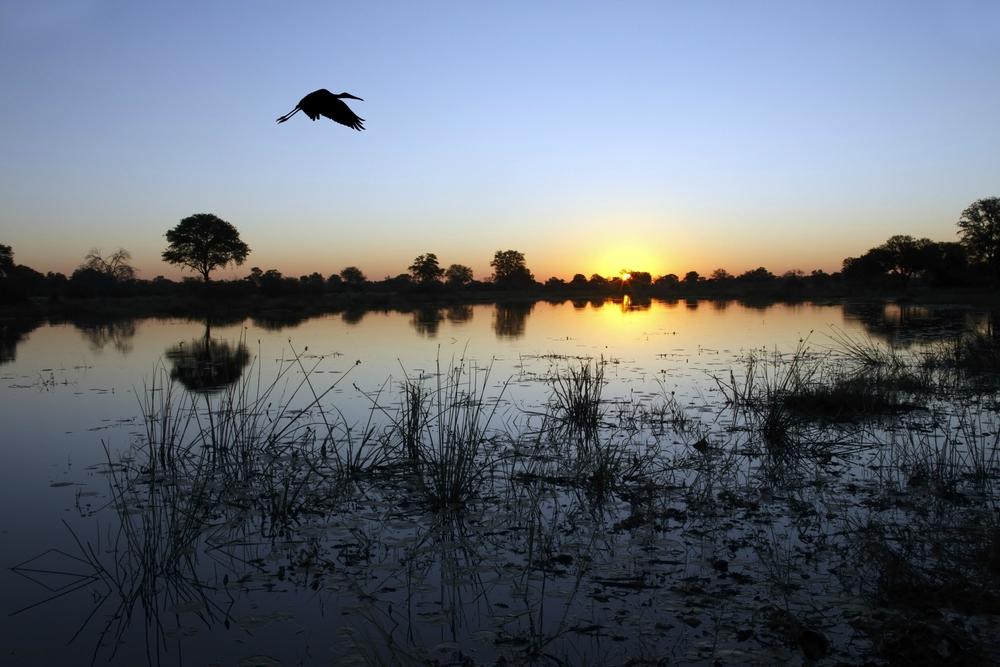 A yellow-billed stork flies over the Okovango Delta in Botswana, at dusk. (Shutterstock)
