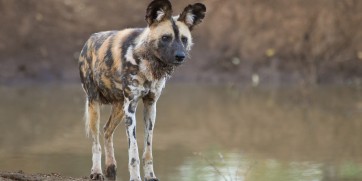 painted dog madikwe