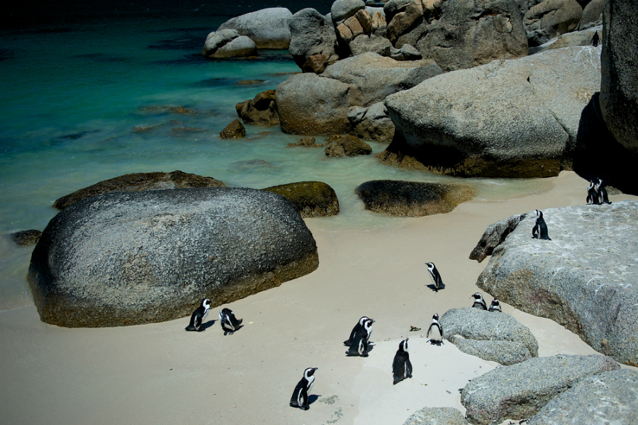 African "jackass" penguins at Boulders Beach, in South Africa (Shutterstock)