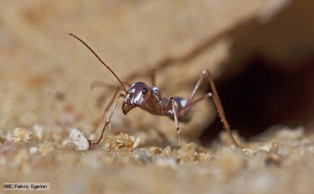 Saharan Silver Ant (Felicity Egerton, BBC)