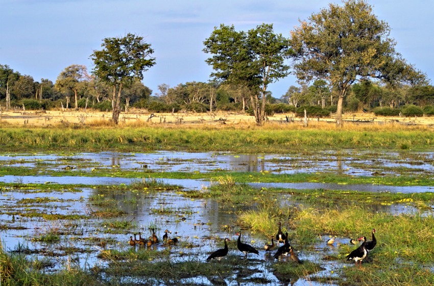 South Luangwa National Park, Zambia (Shutterstock)