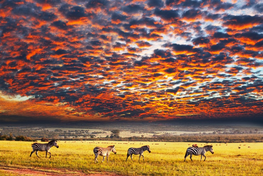 sunset savanna zebras