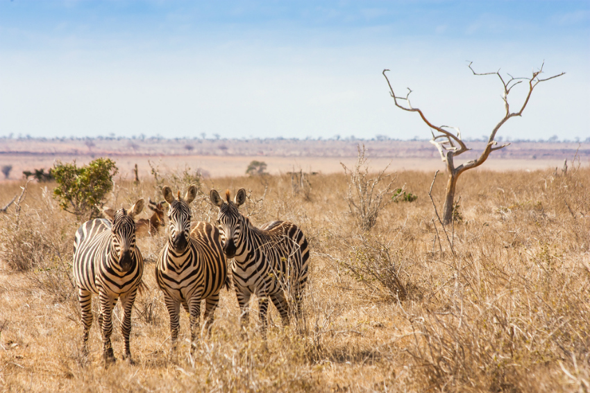 Zebras at Tsavo National Park, Kenya (Shutterstock)