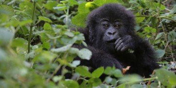 mountain gorillas