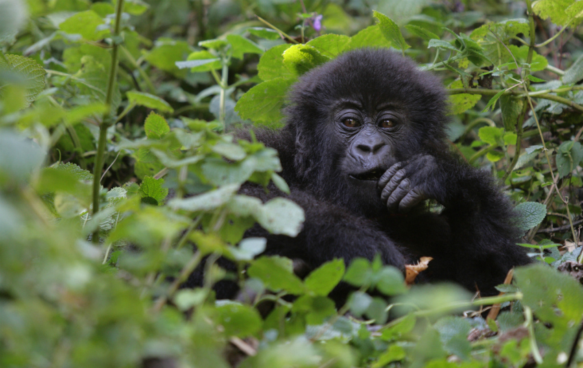 Young gorilla at Volcanoes National Park, Rwanda (Shutterstock)