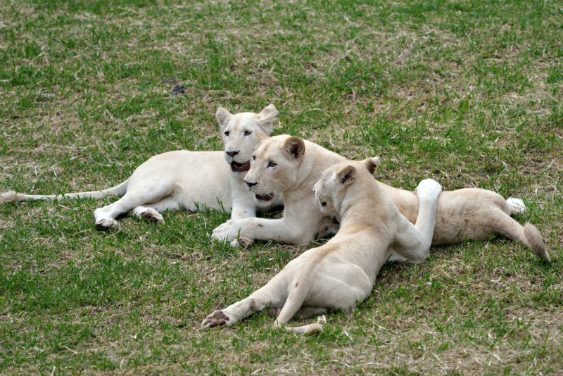 Lion cubs at Casela Park, Mauritius (Shutterstock)