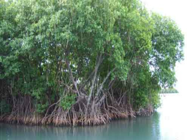 Mangroves in Cameroon (photo courtesy of )