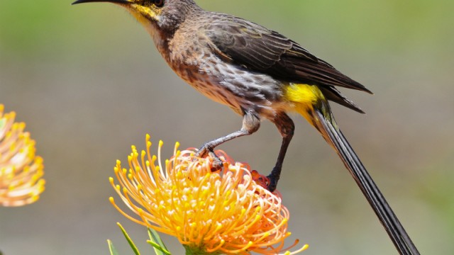 cape sugarbird south africa