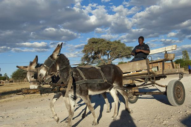 A donkey cart in Riemvasmaak, South Africa (Shutterstock)