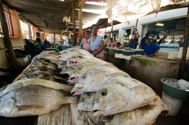 Fish market, Maputo. Photo by Sarah Duff