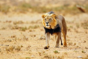 A black-maned lion in Kgalagadi (Shutterstock)