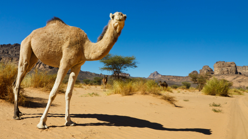 A camel in the Akakus Mountains, Libya (Shutterstock)