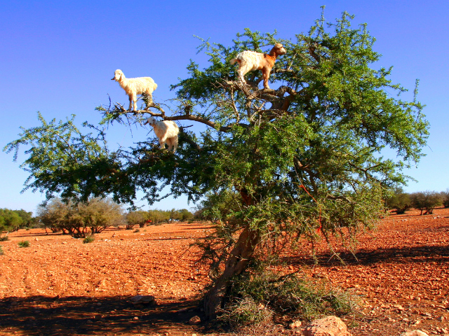Goat feeding in an argan tree, Morocco (Shutterstock)