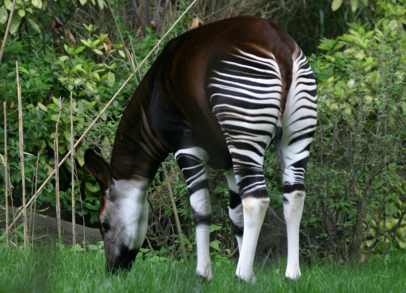 An okapi in the DRC (Shutterstock)