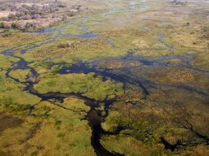 Okavango Delta, Botswana (Shutterstock)