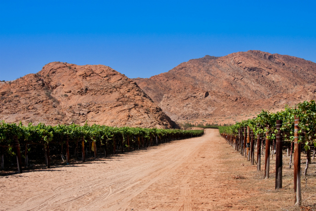 Vineyard near the Orange River, South Africa (Shutterstock)