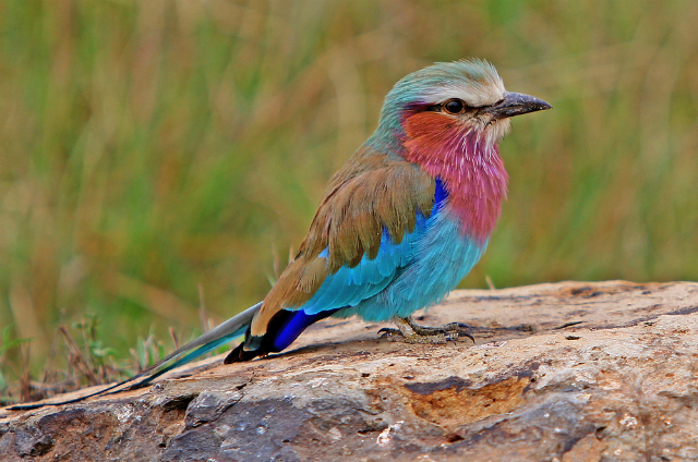 Lilac-Breasted Roller (Shutterstock)