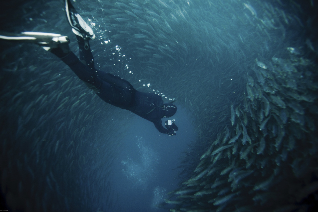 A diver enters a school of fish in South Africa (Shutterstock)