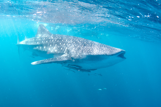 whale shark south africa