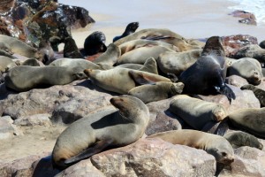 Seals at Cape Cross Reserve, Namibia (Shutterstock)
