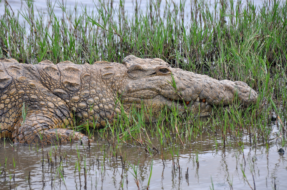 A crocodile in the St. Lucia wetlands, South Africa (Shutterstock)