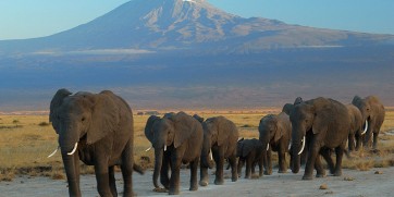 wildlife parks in east africa