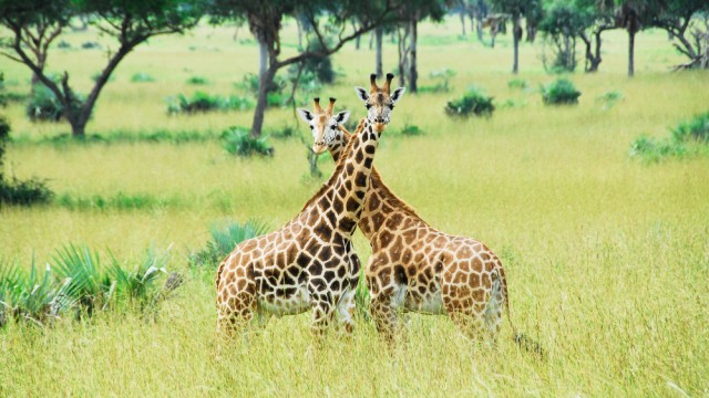 Best Game Parks and Reserves in Uganda