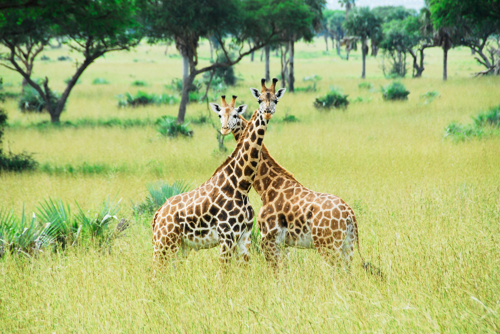 Best Game Parks and Reserves in Uganda