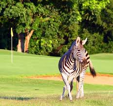 Zebra at Hans Merensky Hotel golf course
