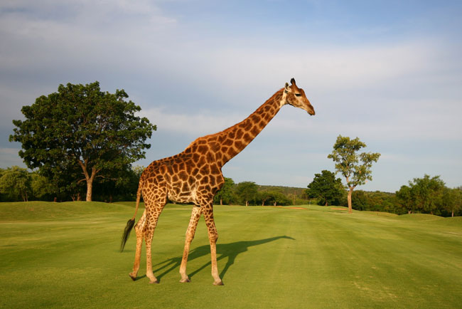 golf giraffe