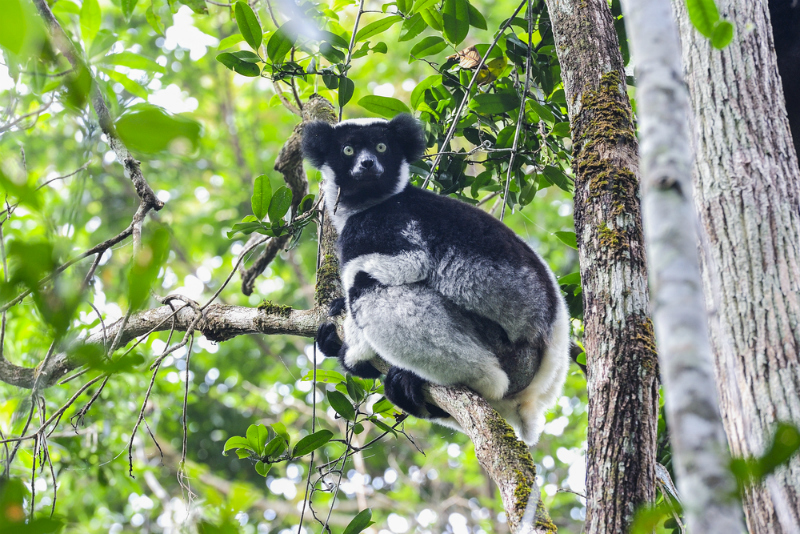 An indri lemur in Madagascar (Shutterstock)