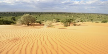 kalahari desert