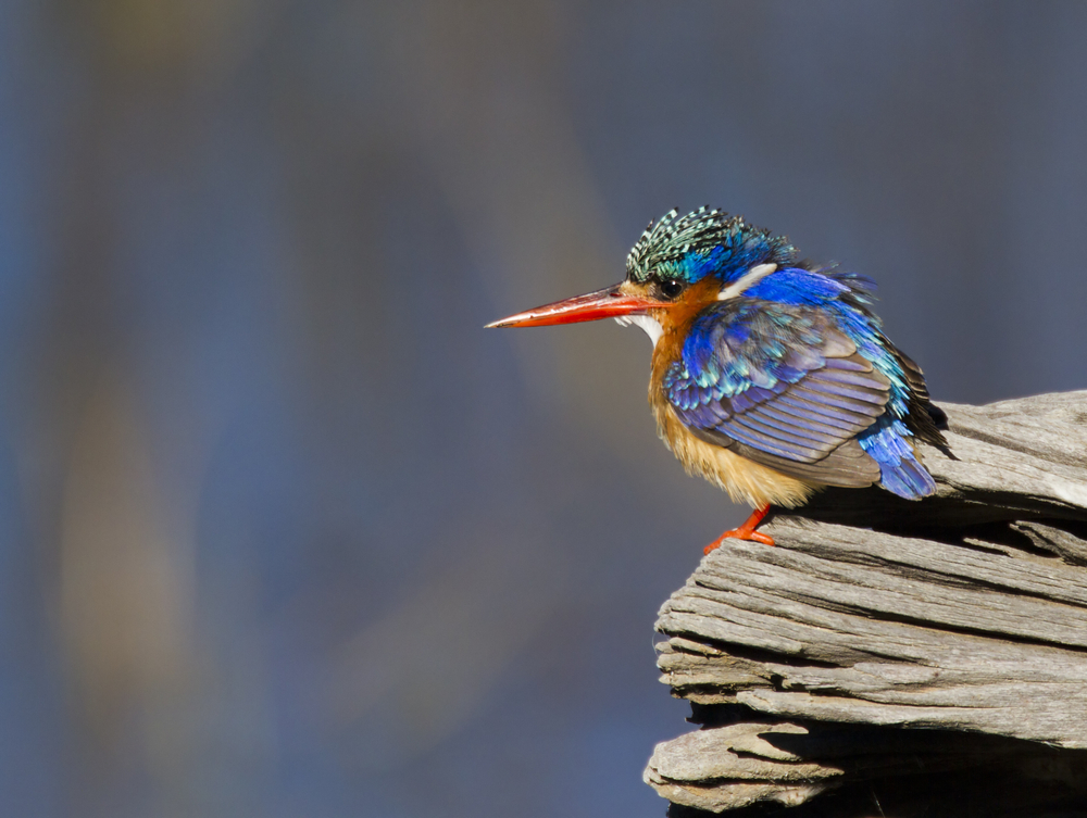 A Malachite Kingfisher in Pilanesberg National Park, South Africa (Shutterstock)