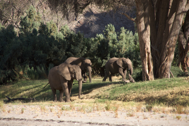 Elephants in the Skeleton Coast desert (Shutterstock)