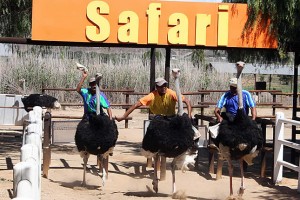 An ostrich race at Safari Ostrich Show Farm (courtesy of Safari Ostrich Show Farm)