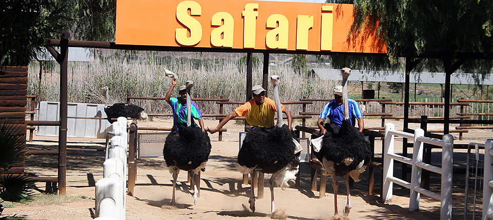 An ostrich race at Safari Ostrich Show Farm (courtesy of Safari Ostrich Show Farm)