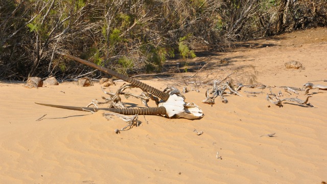 Carcass of a gemsbok on the Skeleton Coast (Shutterstock)