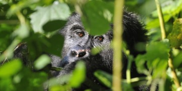 Mountain Gorilla in Uganda