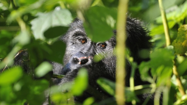 Mountain Gorilla in Uganda