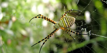 The Most Horrifying Spiders and Insects in Africa