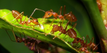 invasive species in africa