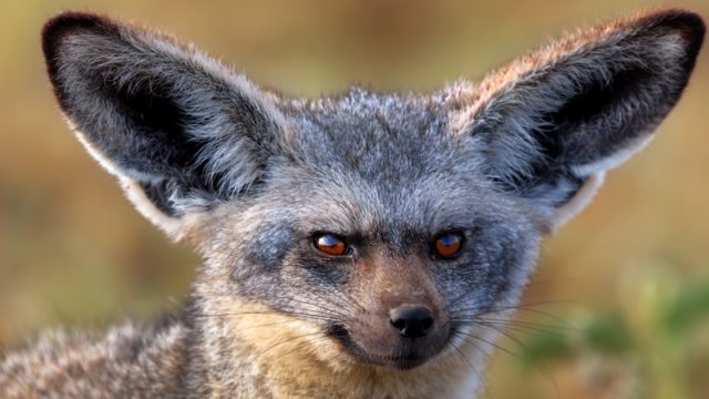 10 Unusual Creatures of the Serengeti | AFKTravel