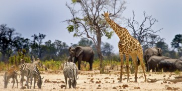 hwange national park