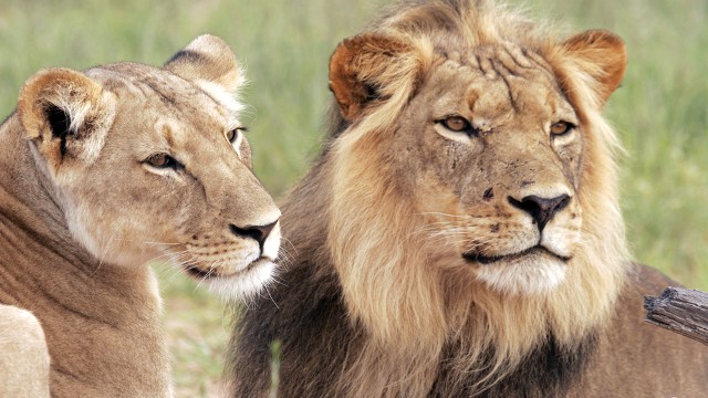 Photo Of The Day: World Lion Day