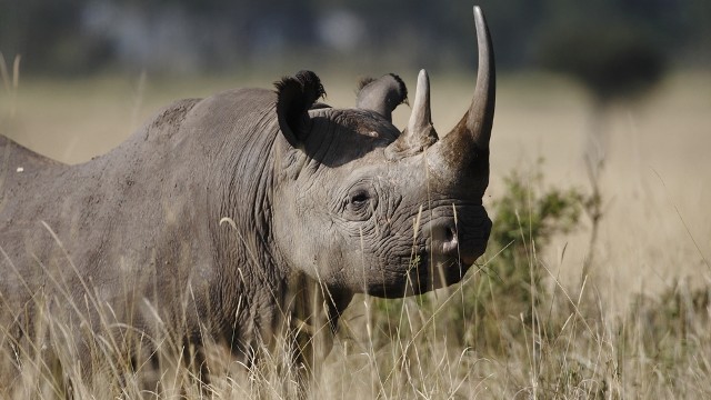 10 Amazing Animals of The Serengeti | AFKTravel