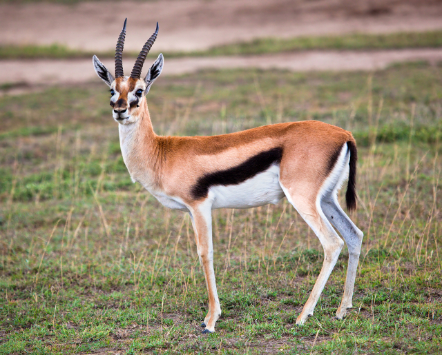 thomson's gazelle