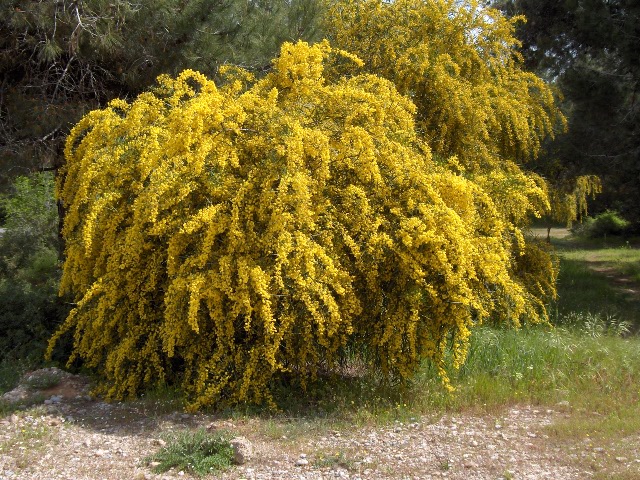 Acacia saligna (wikipedia)