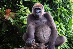 Cross River gorilla (arenddehaas/Wikimedia Commons)
